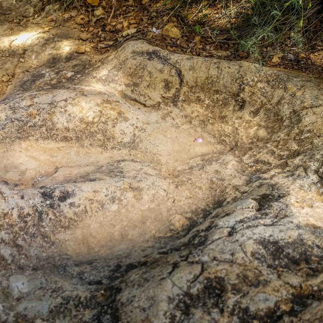 Dans Les Pas Des Dinosaures Adventure 1 Peyre Laetitia Raisin Robert