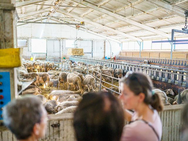 Excursion Around The Sheep 38exodams