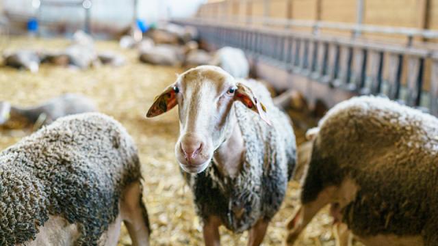 Excursion Autour Des Brebis 41exodams