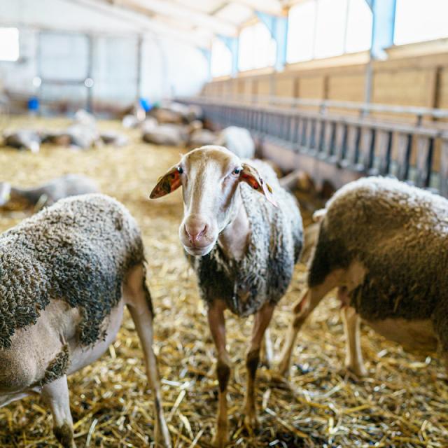 Excursie rond de schapen 41exodams