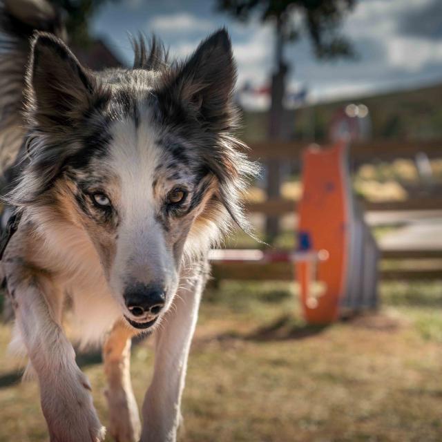 Viaduct Agility course003alexhumbert