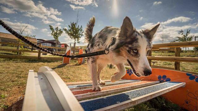 Viaduct Agility course004calexhumbert