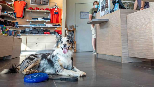 Viaduct Agility course026alexhumbert