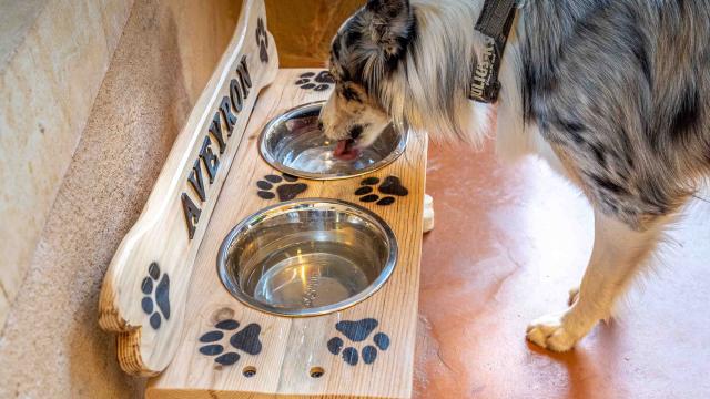 Viaduct Agility course035alexhumbert