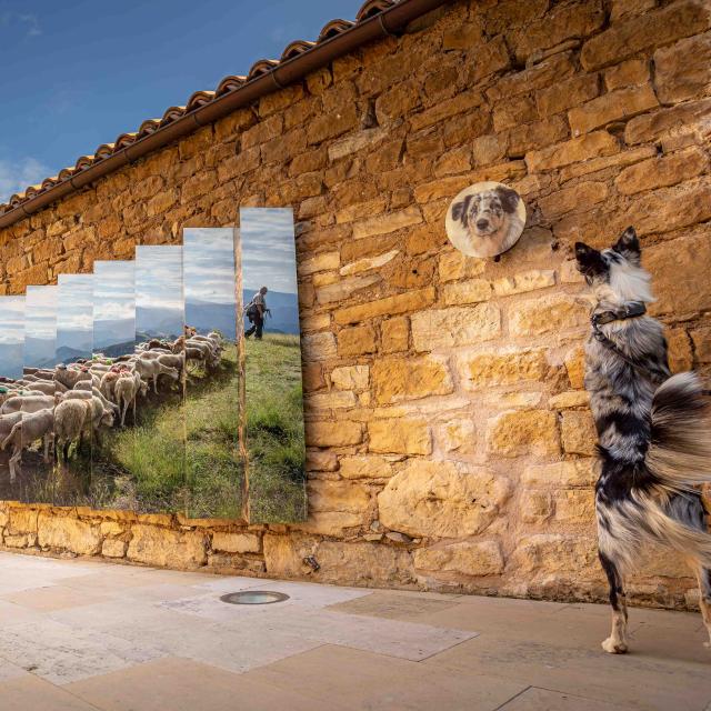 Viaduct Agility course039alexhumbert