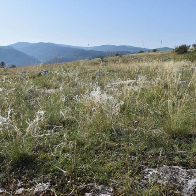 Cirquenavacellescheveuxangemoto