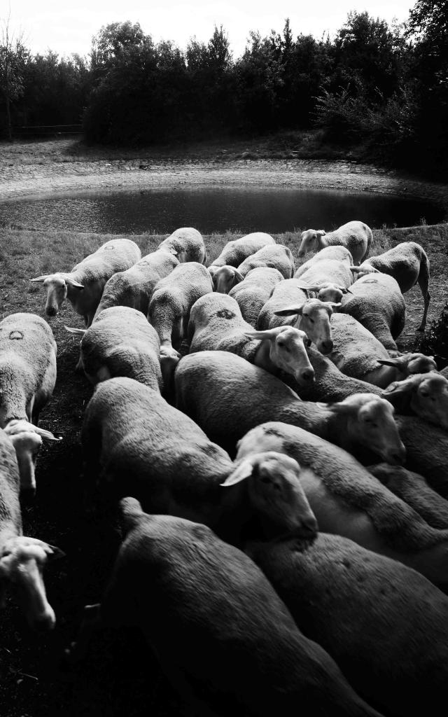 La Légende du roquefort | Explore Millau