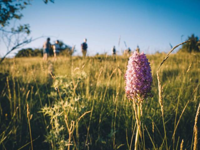 Orchideeënwandeling op de Causses Cstyle Millau Tourisme