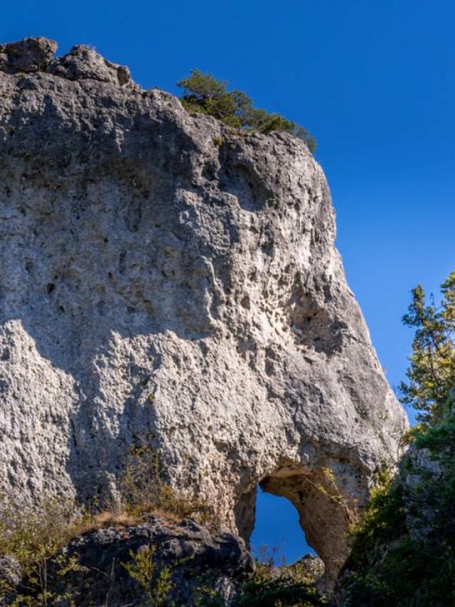 Chaos Elephant003cstylemillau