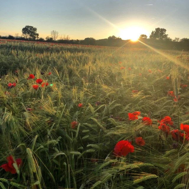 Couché de soleil sur champs de Coquelicots