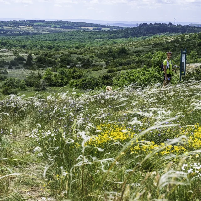 Cheveux Dange Sur La Deveze De Lapanouse