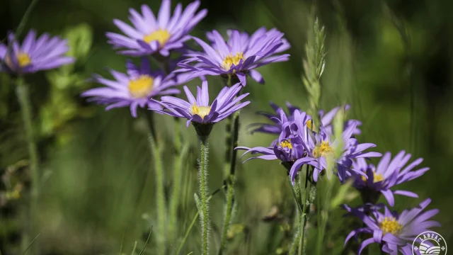 Asters