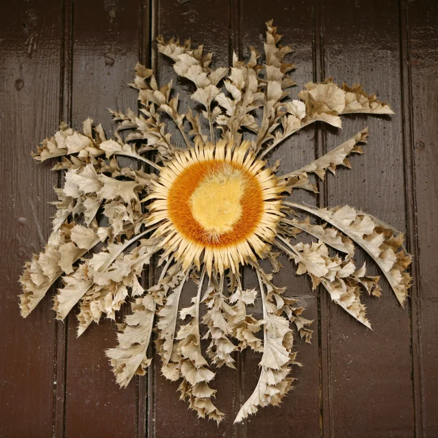 Cardabelle A Ste Eulalie De Cernon